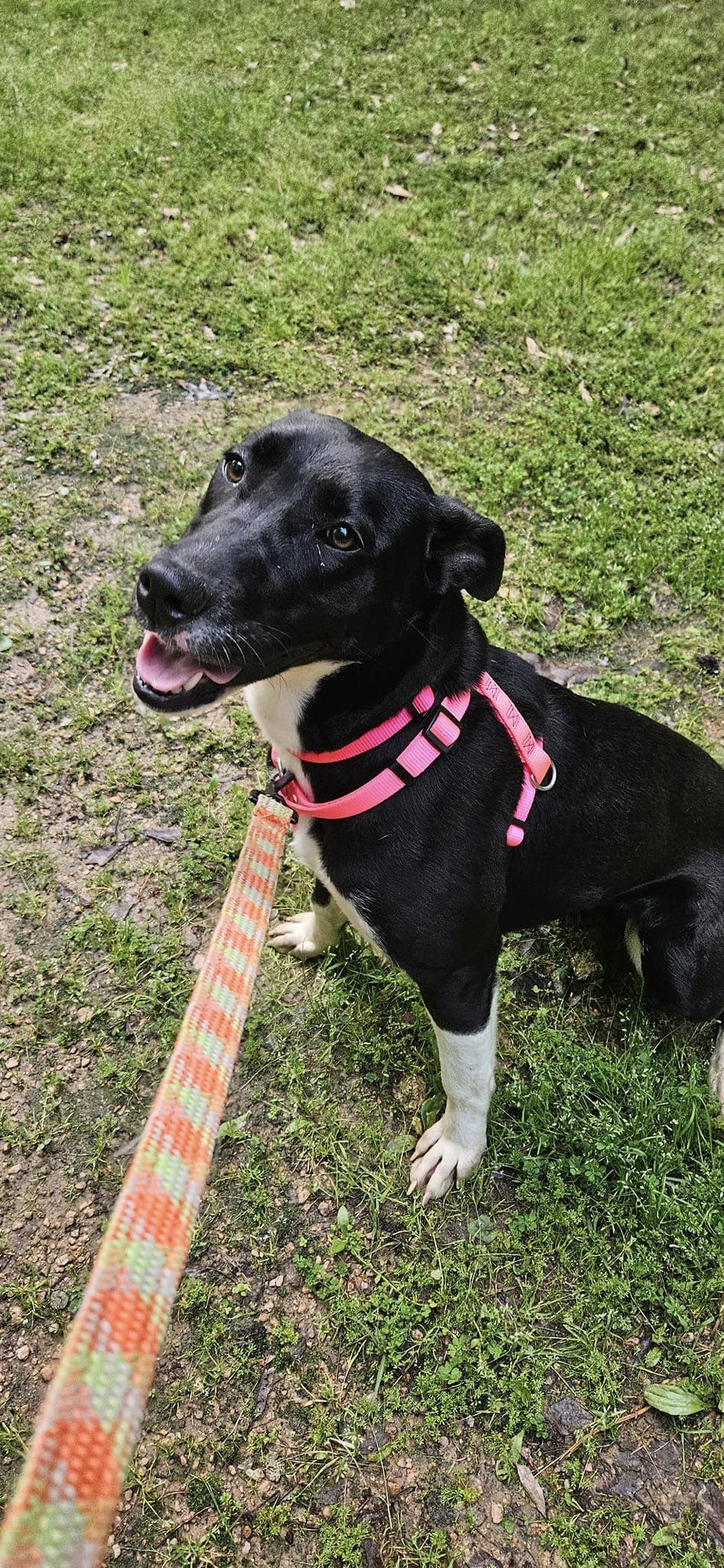 Enlarge Estelle, a Adoptable mixed breed in Tyler, TX image 1/3