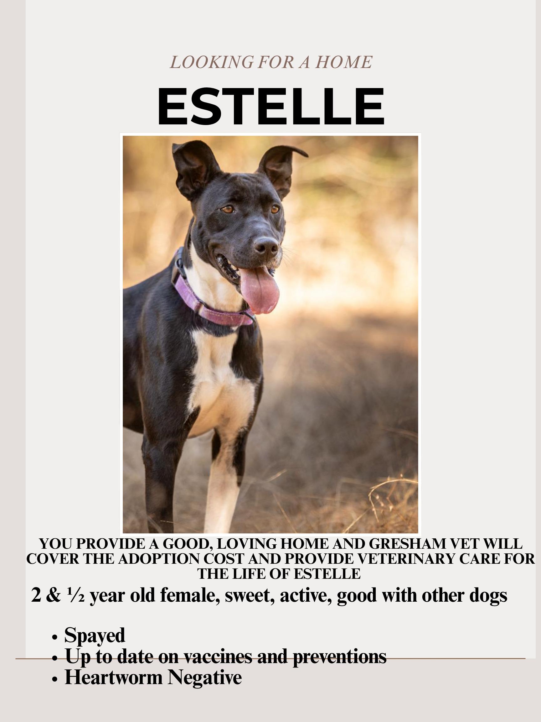 Estelle, Adoptable, Adult Female Terrier.