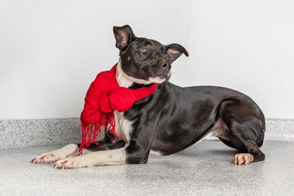 Enlarge Estelle, a Adoptable mixed breed in Tyler, TX image 4/5