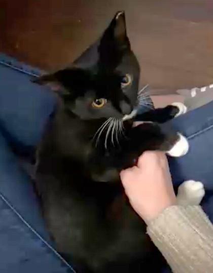 Enlarge Sarah Sanderson, a Adoptable Domestic Short Hair in Washington, DC image 1/3