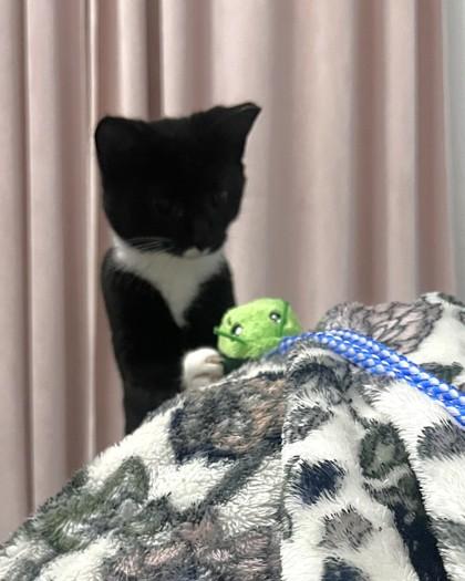 Enlarge Sarah Sanderson, a Adoptable Domestic Short Hair in Washington, DC image 2/3