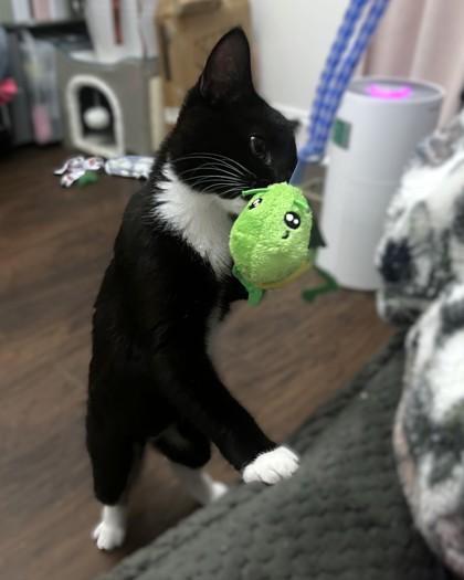 Enlarge Sarah Sanderson, a Adoptable Domestic Short Hair in Washington, DC image 3/3