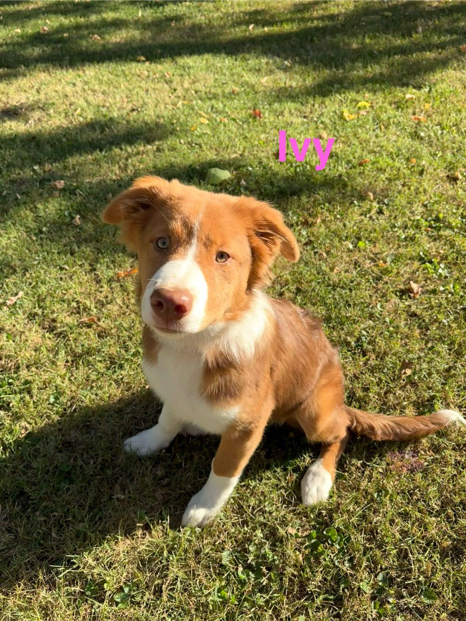 Enlarge Ivy, a Adopted Mixed Breed in Delphi, IN image 1/1