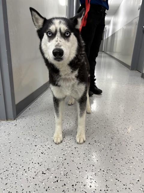 MAYBELLINE, Adoptable, Young Female Siberian Husky & Mixed Breed.