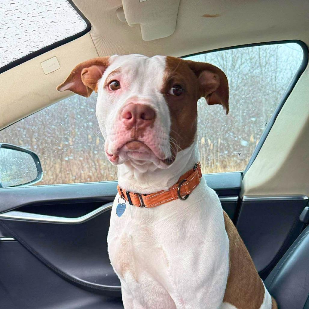 Tank, a Adoptable Mixed Breed in South Portland, ME image 2/6