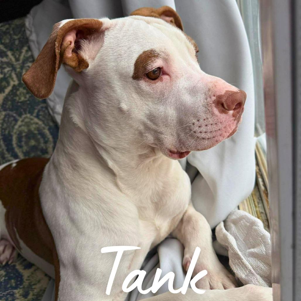 Enlarge Tank, a Adoptable Mixed Breed in South Portland, ME image 1/5