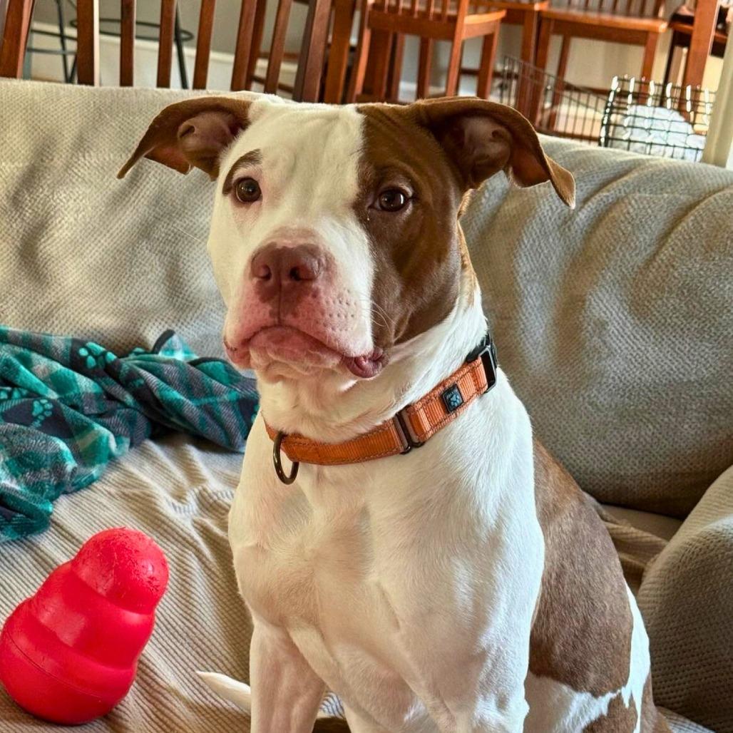 Tank, Adoptable, Adult Male Mixed Breed.