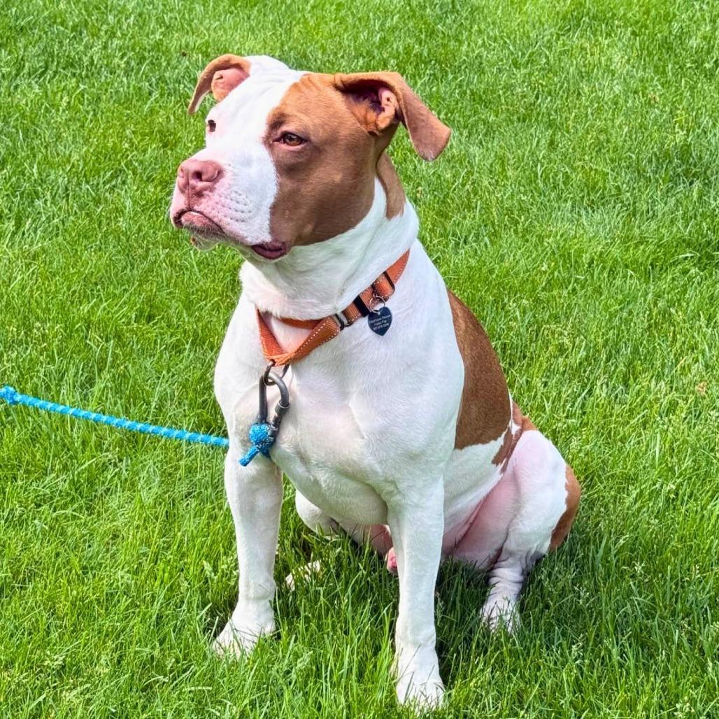 Tank, a Adoptable Mixed Breed in South Portland, ME image 3/6
