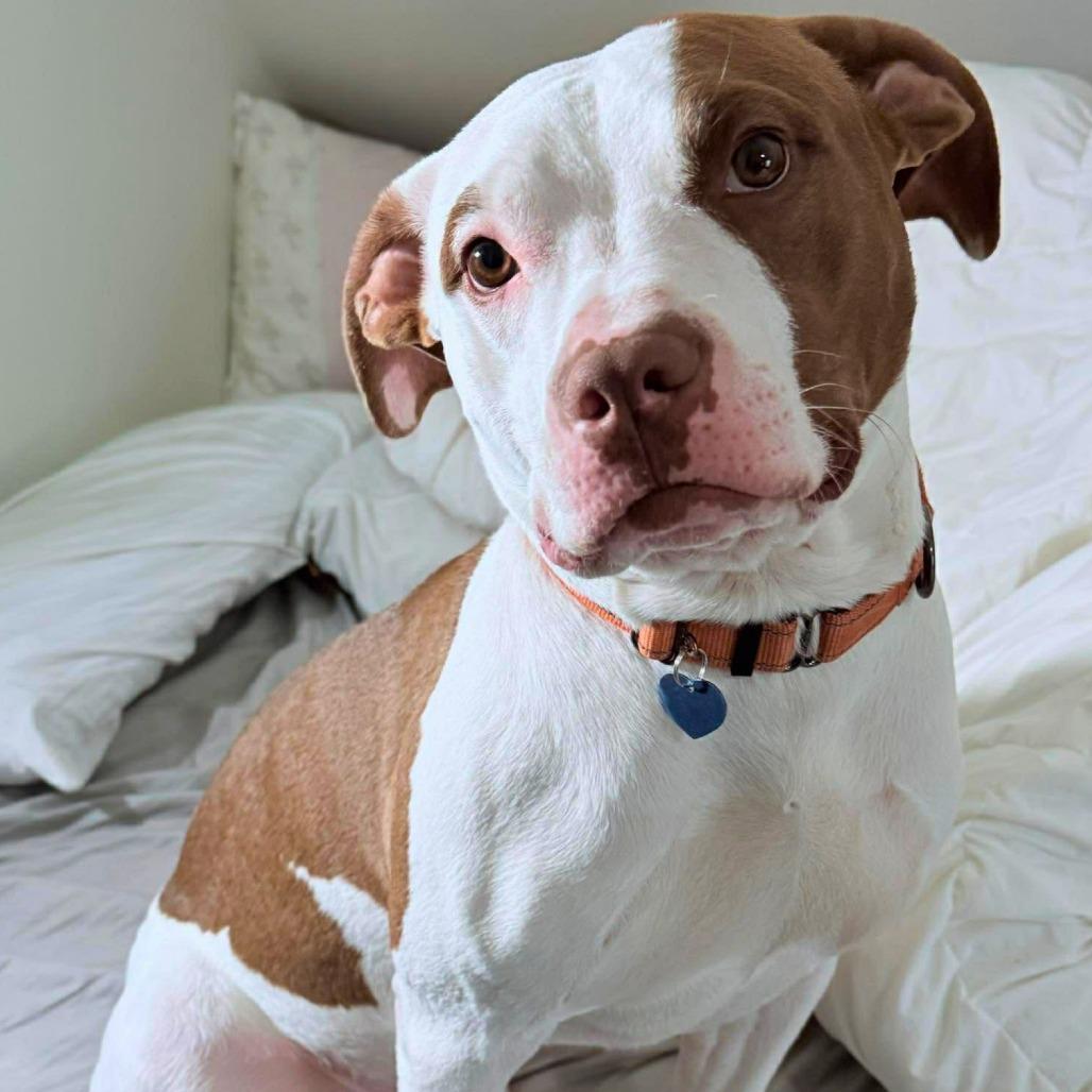 Tank, a Adoptable Mixed Breed in South Portland, ME image 4/6