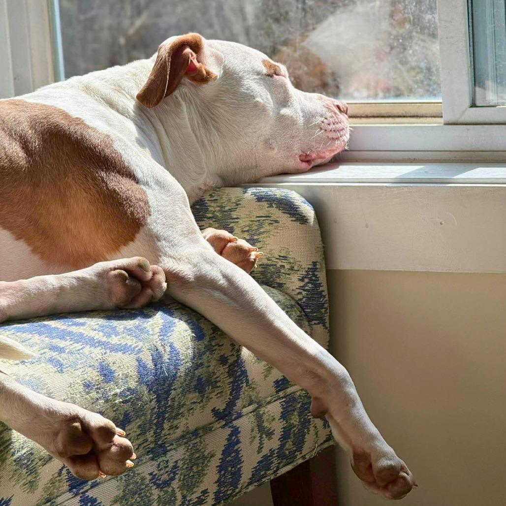 Enlarge Tank, a Adoptable Mixed Breed in South Portland, ME image 2/5