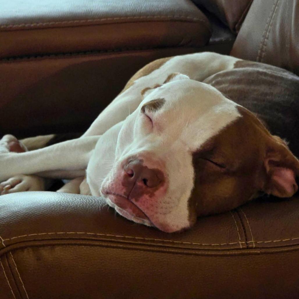 Tank, Adoptable, Adult Male Mixed Breed.