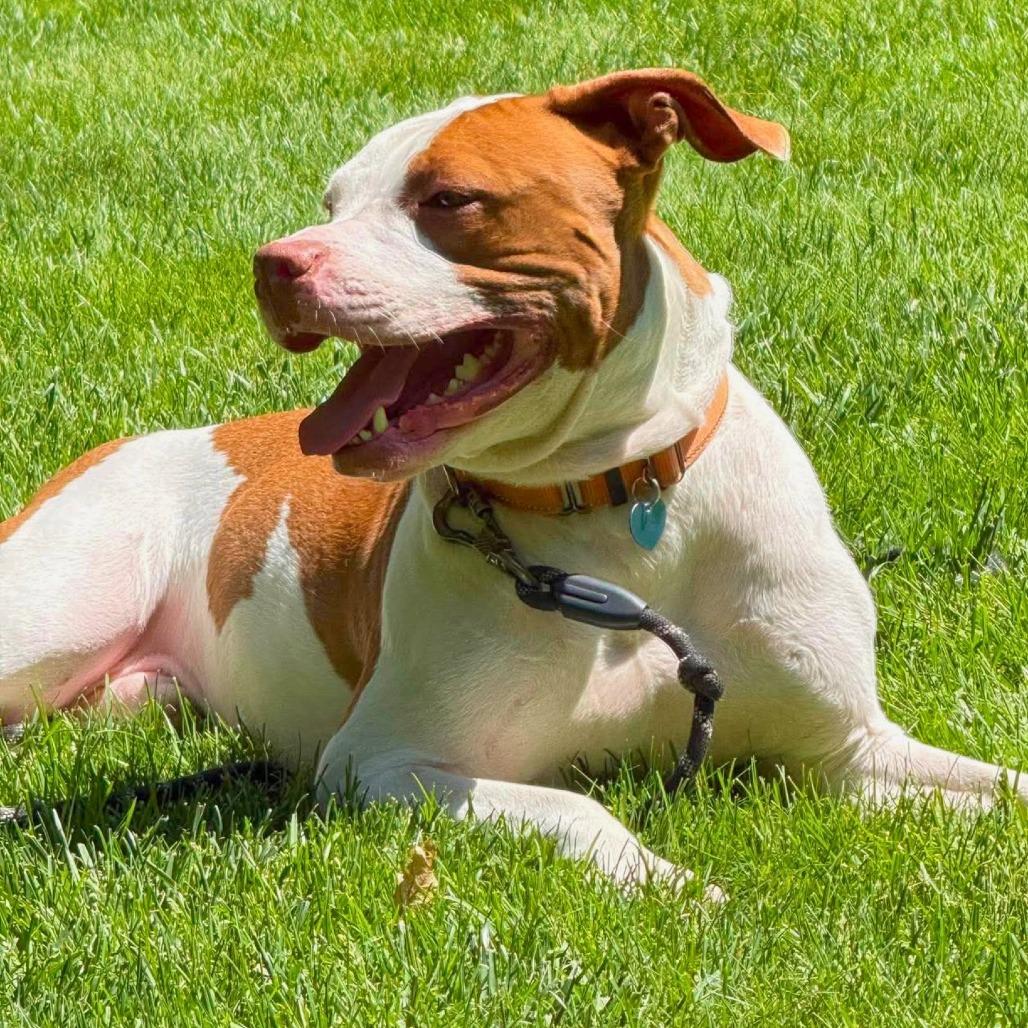 Tank, a Adoptable Mixed Breed in South Portland, ME image 5/6