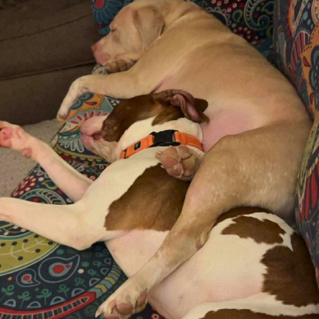 Enlarge Tank, a Adoptable Mixed Breed in South Portland, ME image 4/5