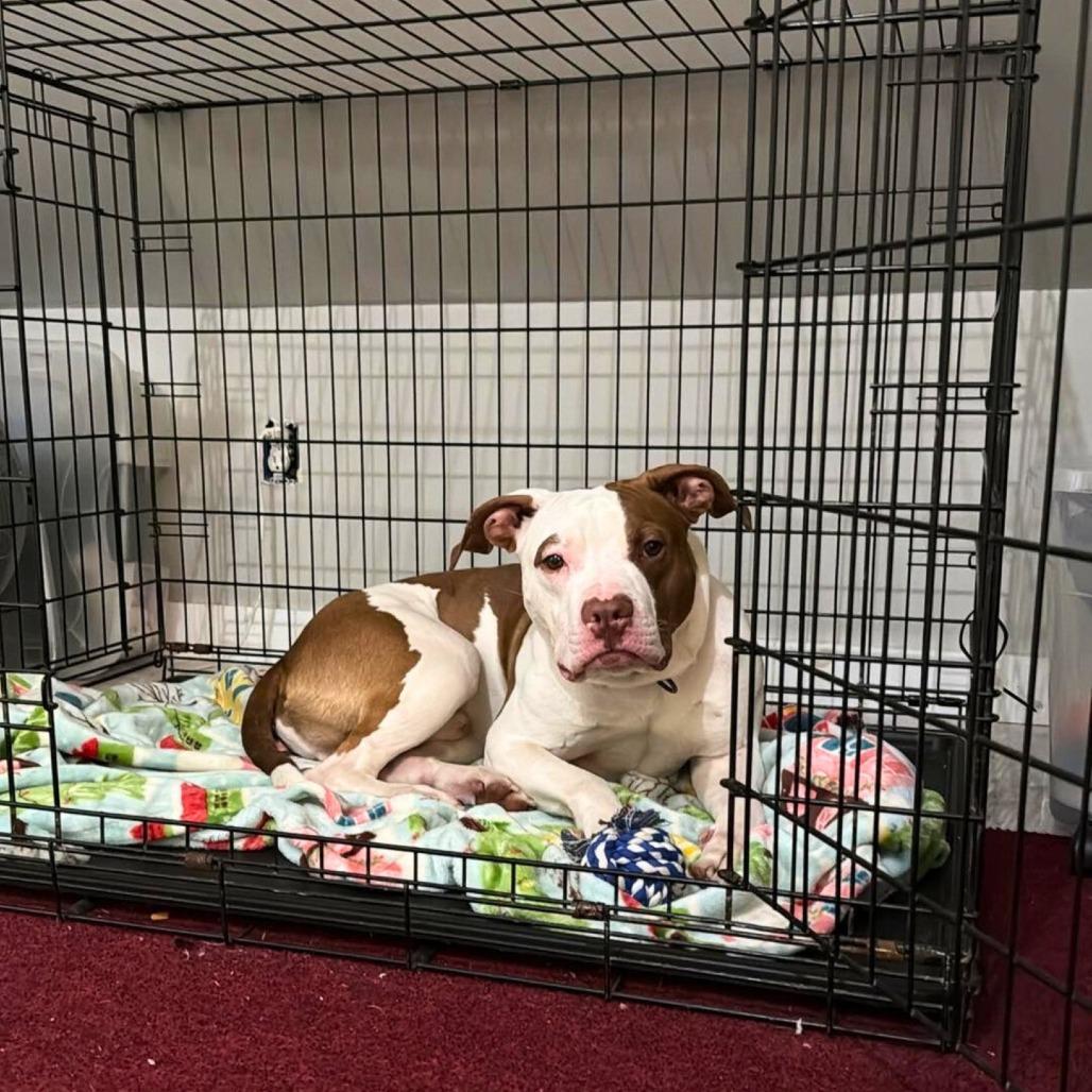 Enlarge Tank, a Adoptable Mixed Breed in South Portland, ME image 5/5