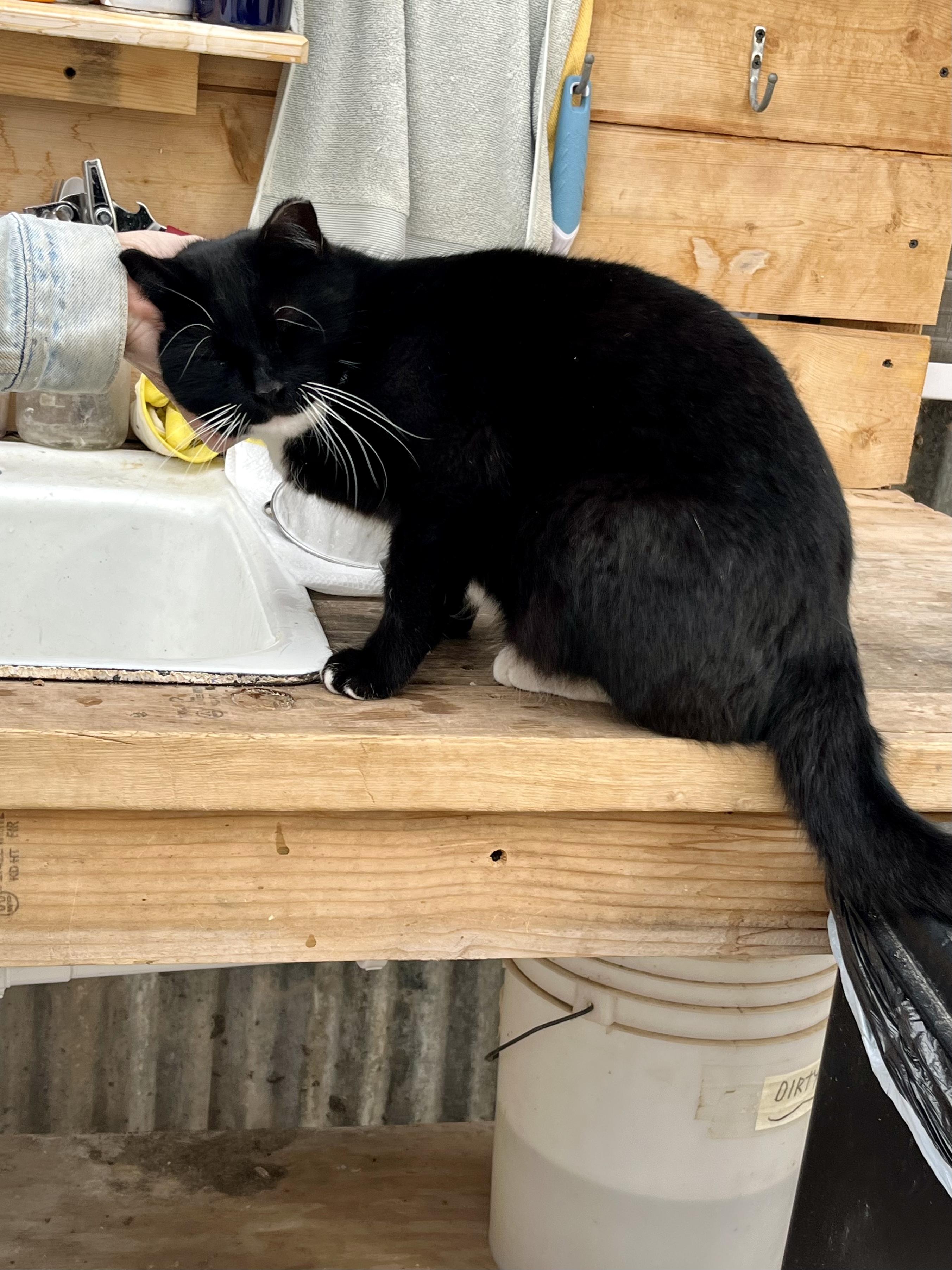 Enlarge Socks, an adopted Domestic Short Hair in Roswell, NM image 3/3