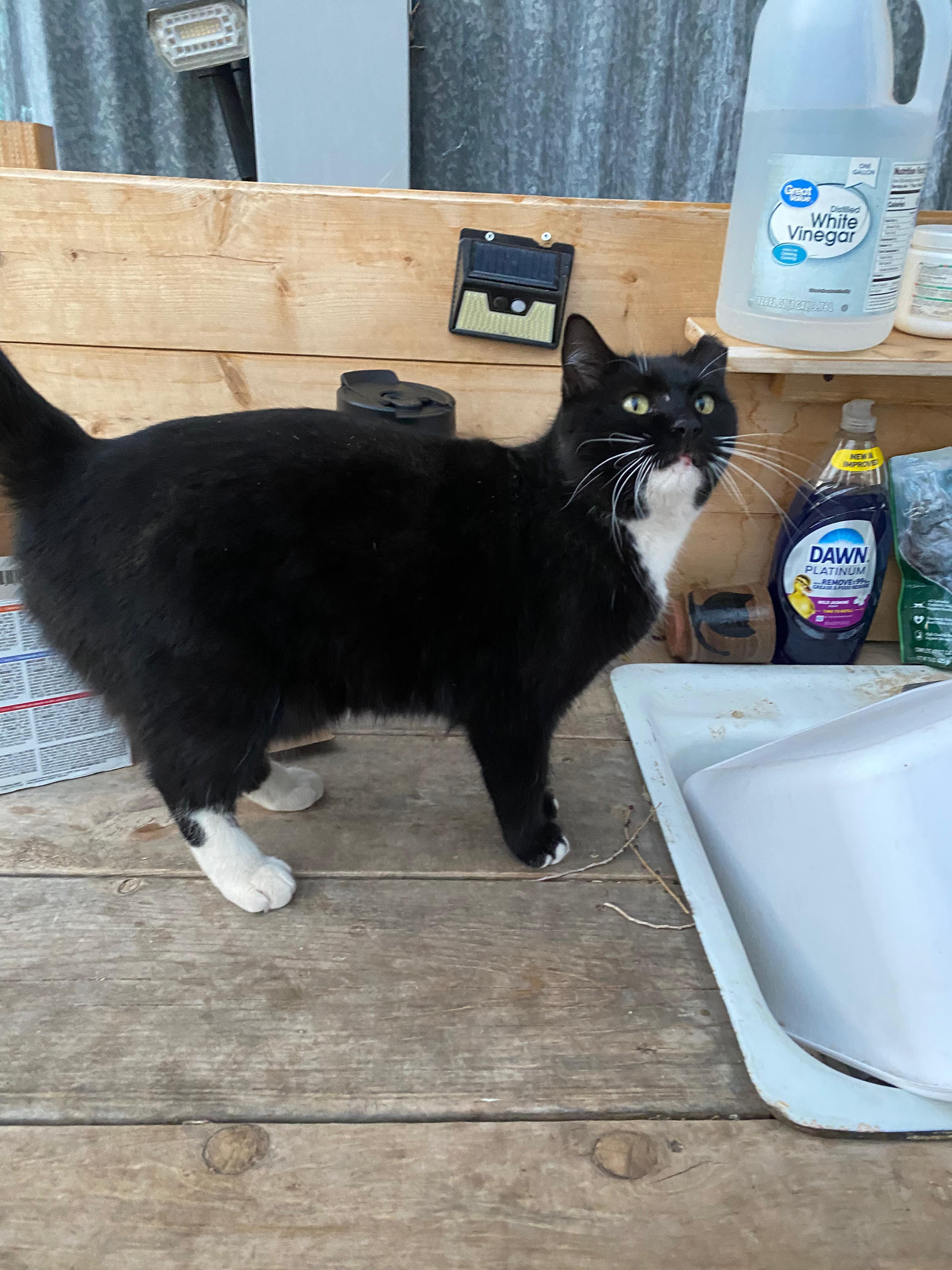 Enlarge Socks, an adopted Domestic Short Hair in Roswell, NM image 2/3