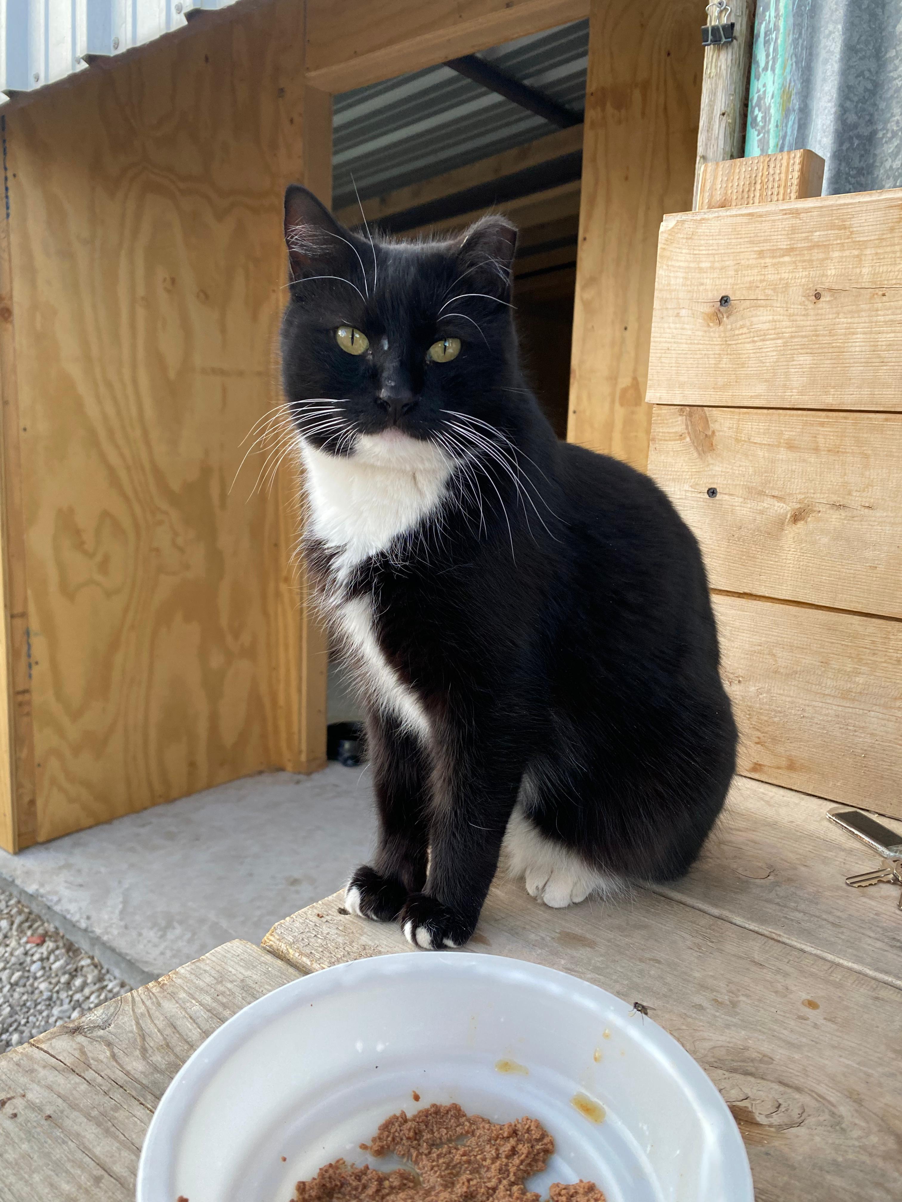 Enlarge Socks, an adopted Domestic Short Hair in Roswell, NM image 1/3