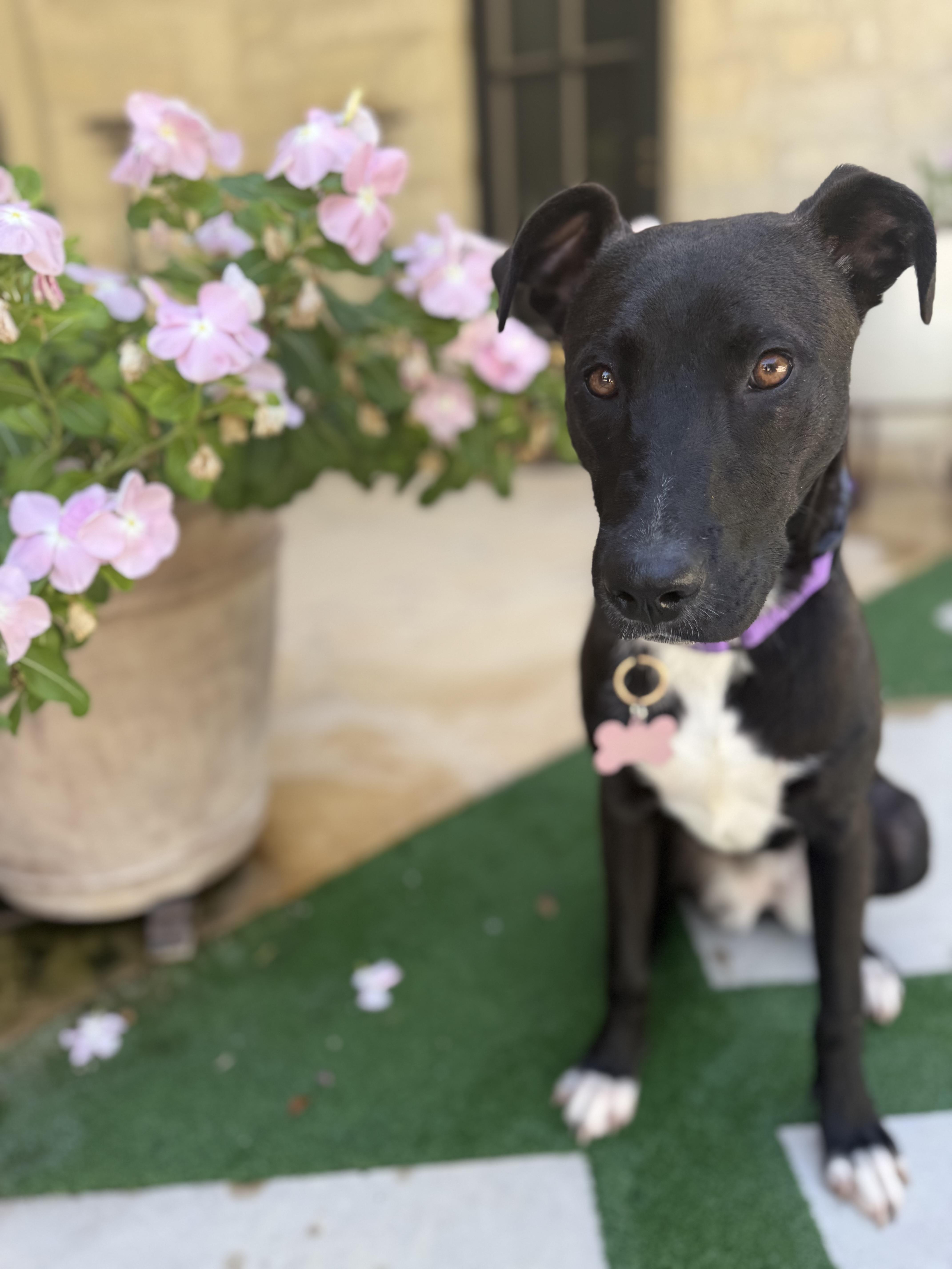 Lolita, a Adoptable mixed breed in Billings, MT image 5/6