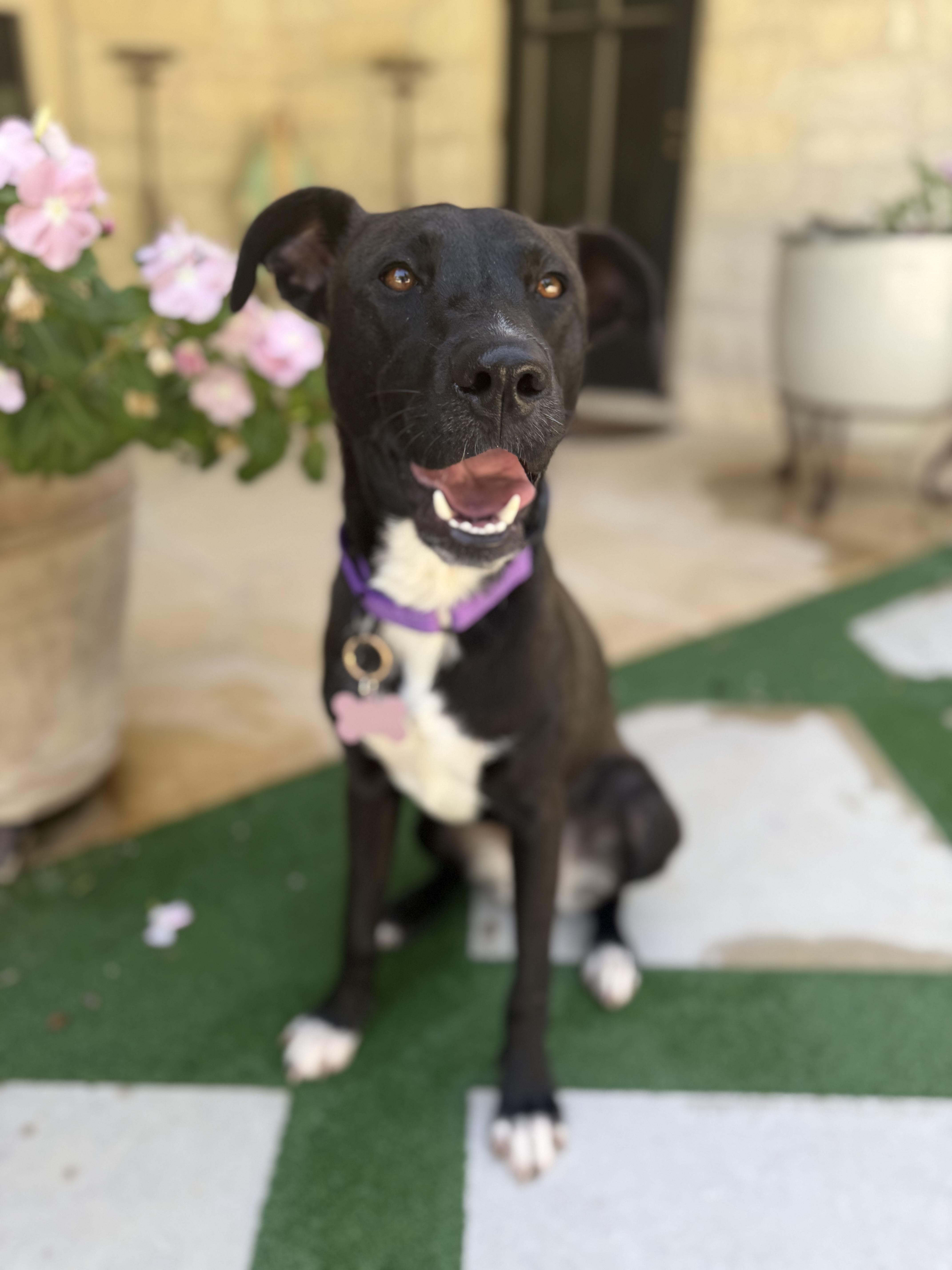 Lolita, a Adoptable mixed breed in Billings, MT image 4/6