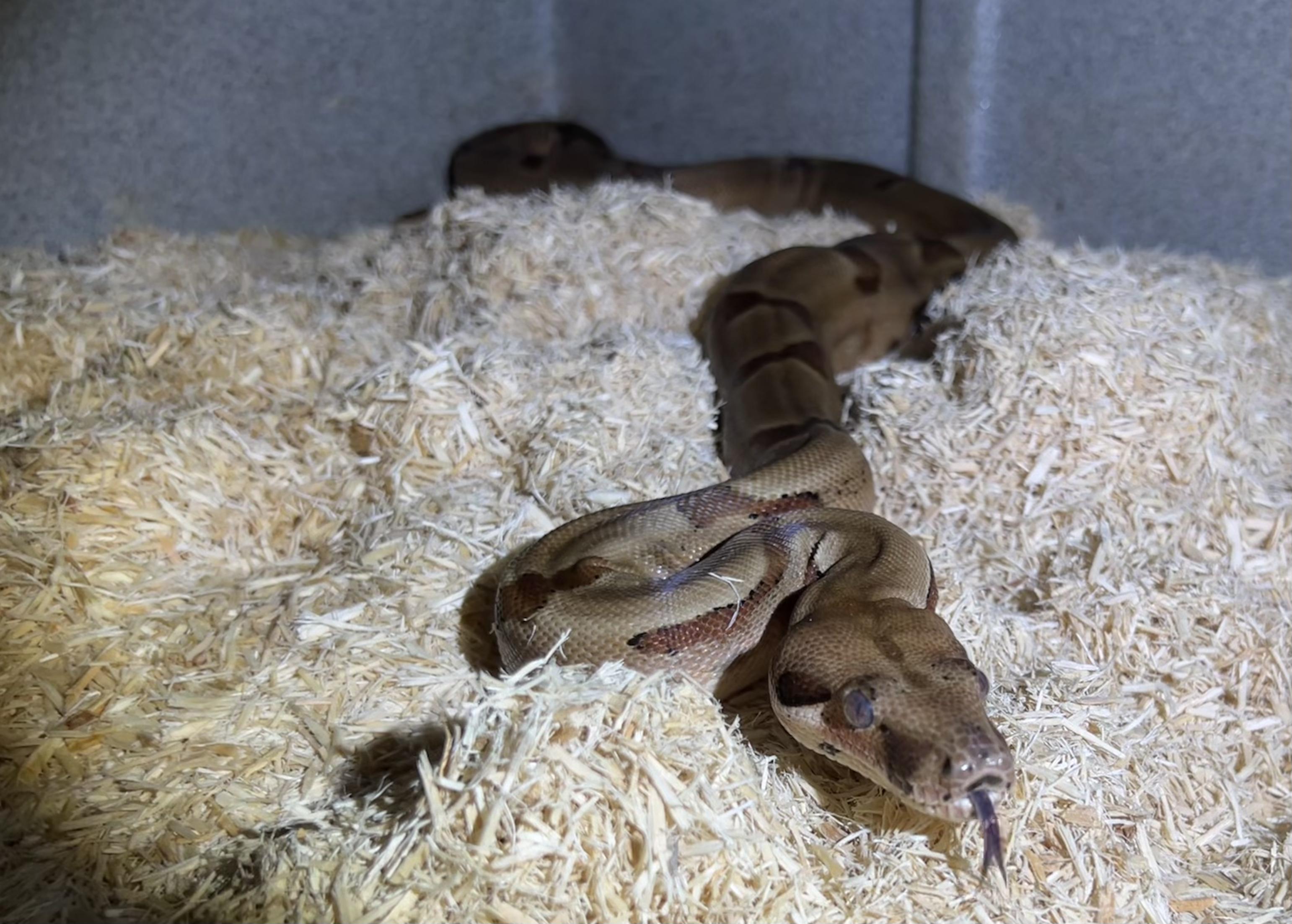 Enlarge Delilah, a Adopted Boa Constrictor in Manheim, PA image 1/2