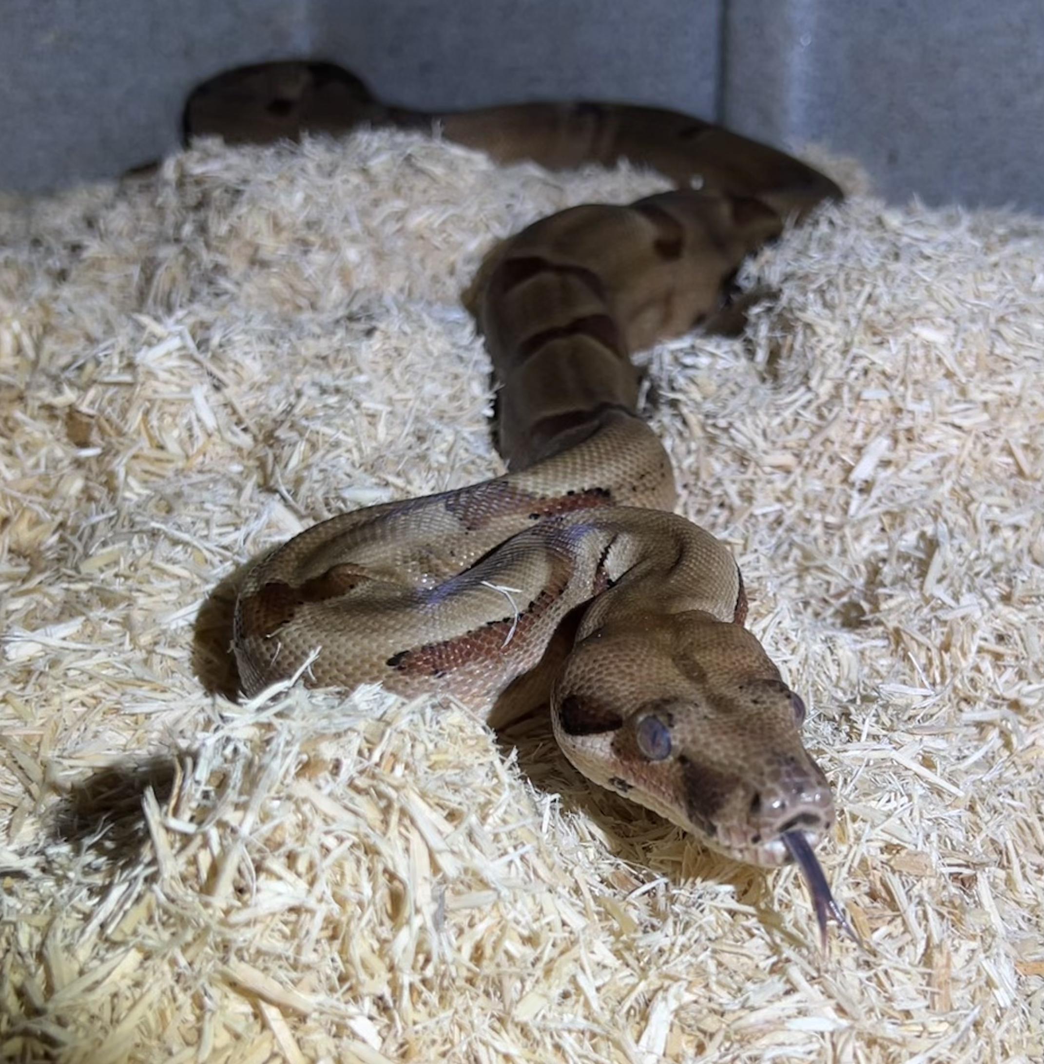 Delilah, Adopted, Young Unknown Boa Constrictor.