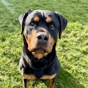 Lucky Charm, ADOPTABLE, Adult Female Rottweiler.