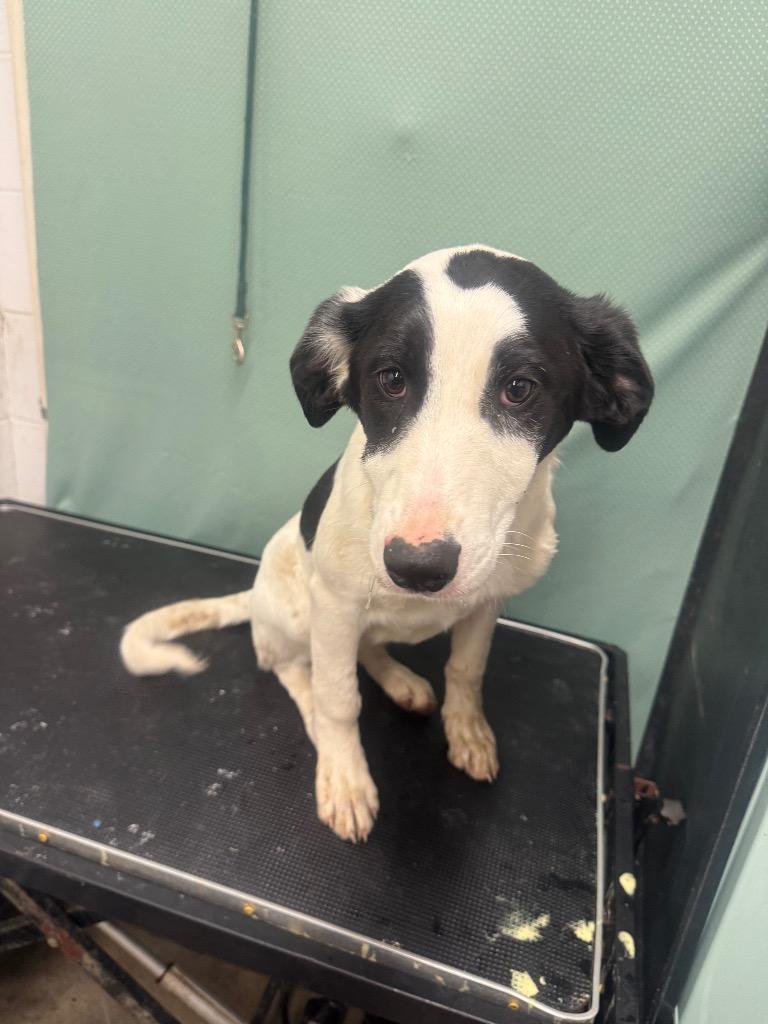 Snoopy-Adoptable Awaiting S/N, Adoptable, Young Female Mixed Breed.