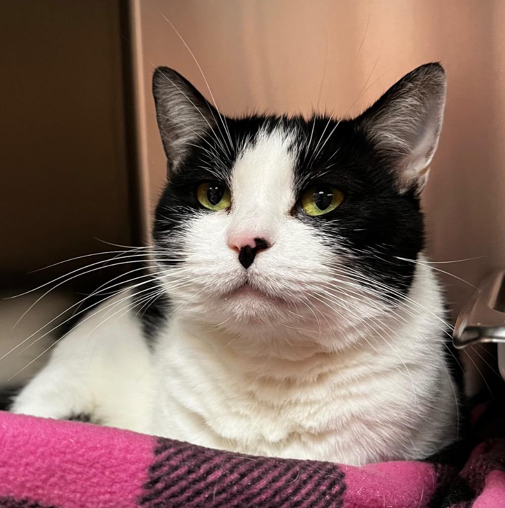 Athena, Adoptable, Adult Female Domestic Medium Hair.