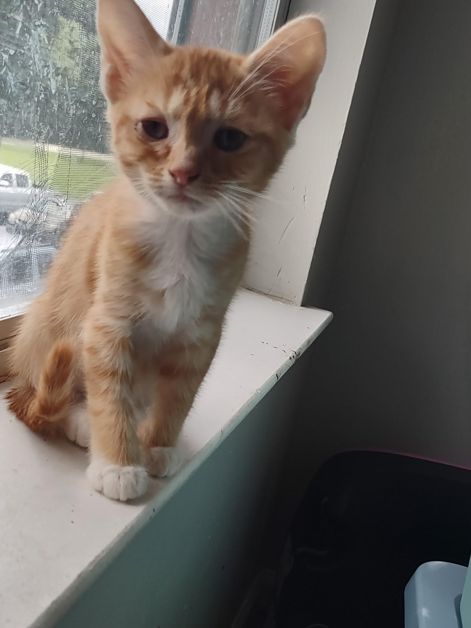 Sunkist/Sunkissed (Soda Pop Kids), a ADOPTABLE American Shorthair in Shelbyville, TN image 2/5