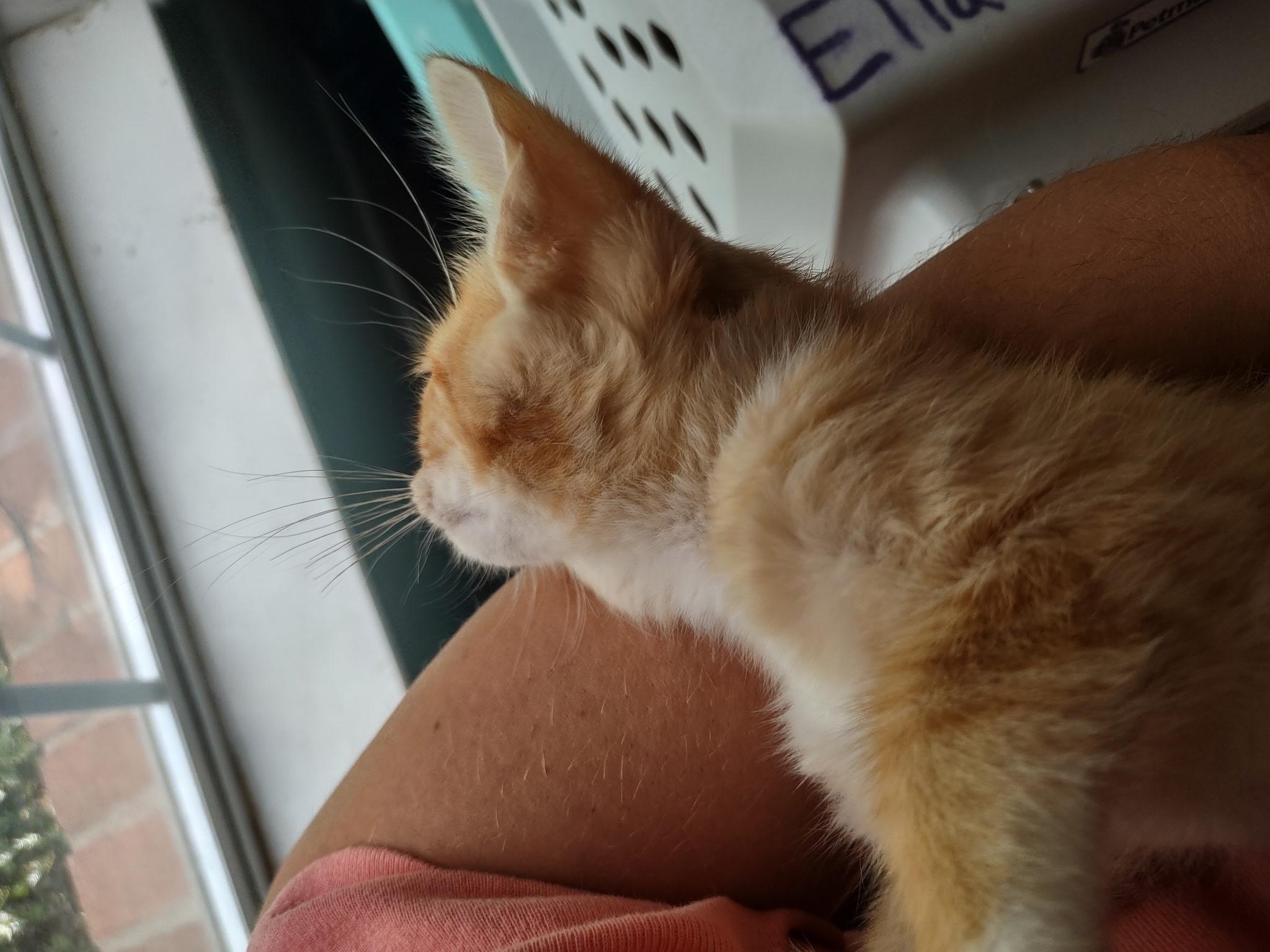 Sunkist/Sunkissed (Soda Pop Kids), a ADOPTABLE American Shorthair in Shelbyville, TN image 4/5