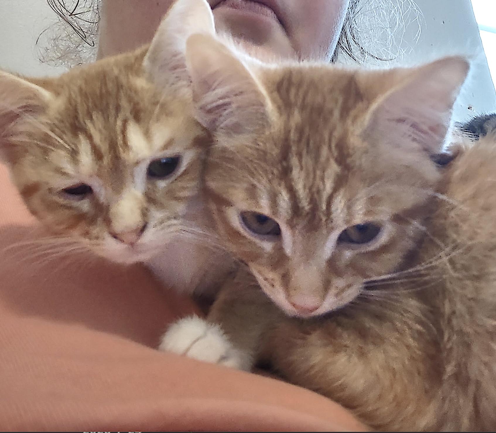 Sunkist/Sunkissed (Soda Pop Kids), a ADOPTABLE American Shorthair in Shelbyville, TN image 5/5