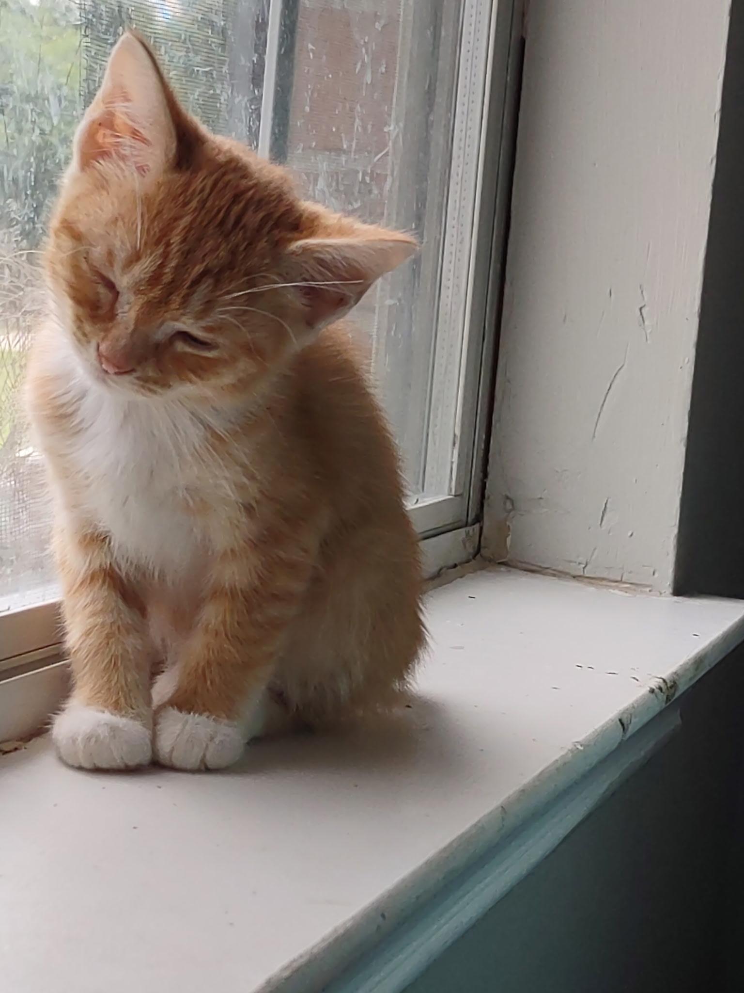 Sunkist/Sunkissed (Soda Pop Kids), ADOPTABLE, Kitten Female American Shorthair.