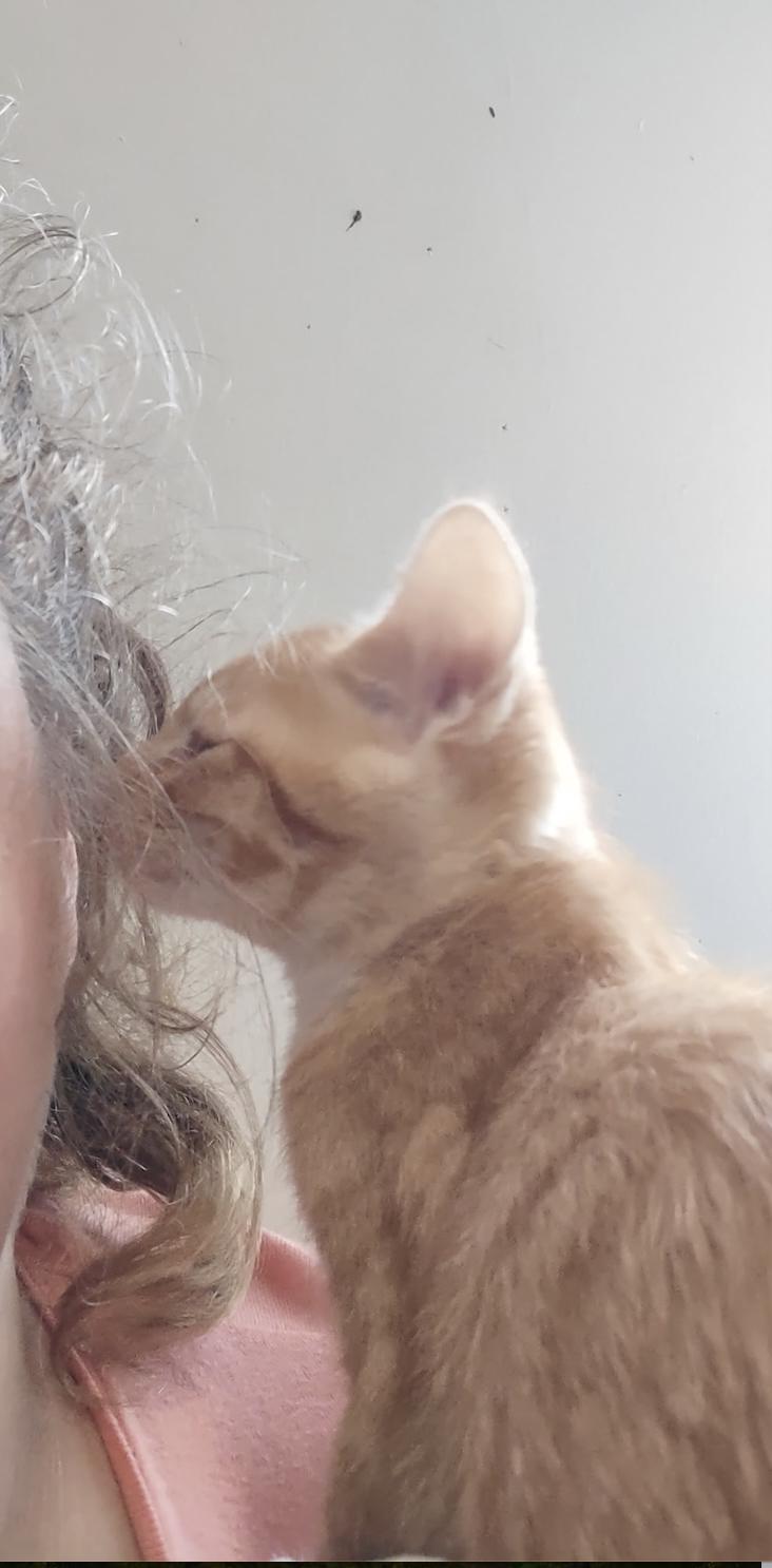 Sunkist/Sunkissed (Soda Pop Kids), a ADOPTABLE American Shorthair in Shelbyville, TN image 3/5