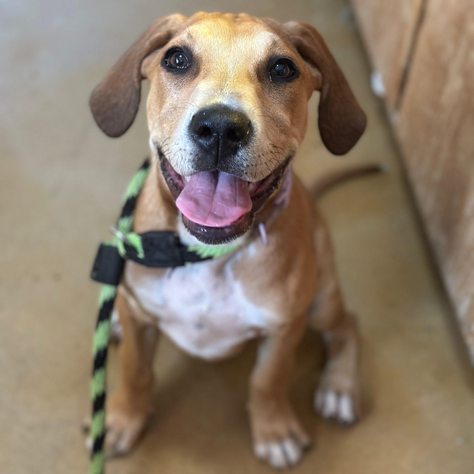 Enlarge Tana, an adopted mixed breed in Danville, PA image 1/2