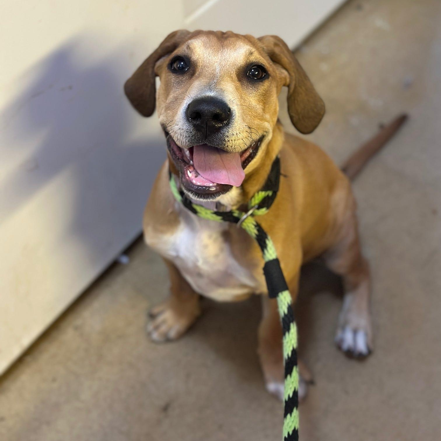 Enlarge Tana, an adopted mixed breed in Danville, PA image 2/2