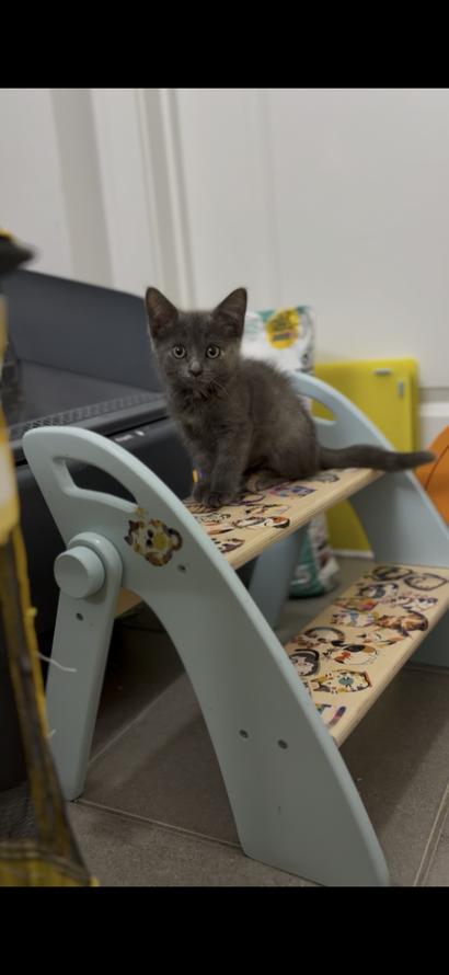Enlarge Molly, a Adoptable Domestic Short Hair in Weehawken, NJ image 2/6