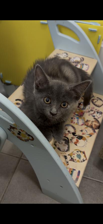 Enlarge Molly, a Adoptable Domestic Short Hair in Weehawken, NJ image 6/6