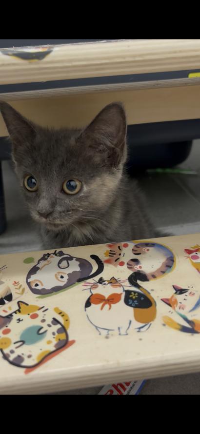 Enlarge Molly, a Adoptable Domestic Short Hair in Weehawken, NJ image 4/6