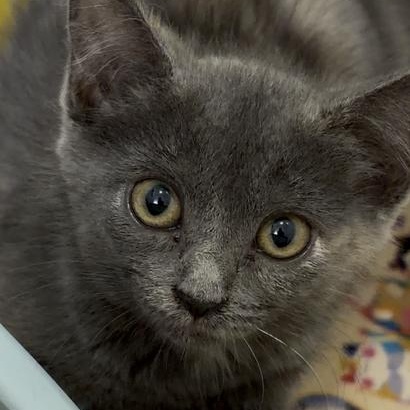 Molly, Adoptable, Kitten Female Domestic Short Hair.