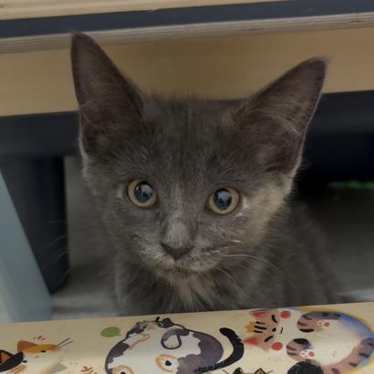 Enlarge Molly, a Adoptable Domestic Short Hair in Weehawken, NJ image 5/6