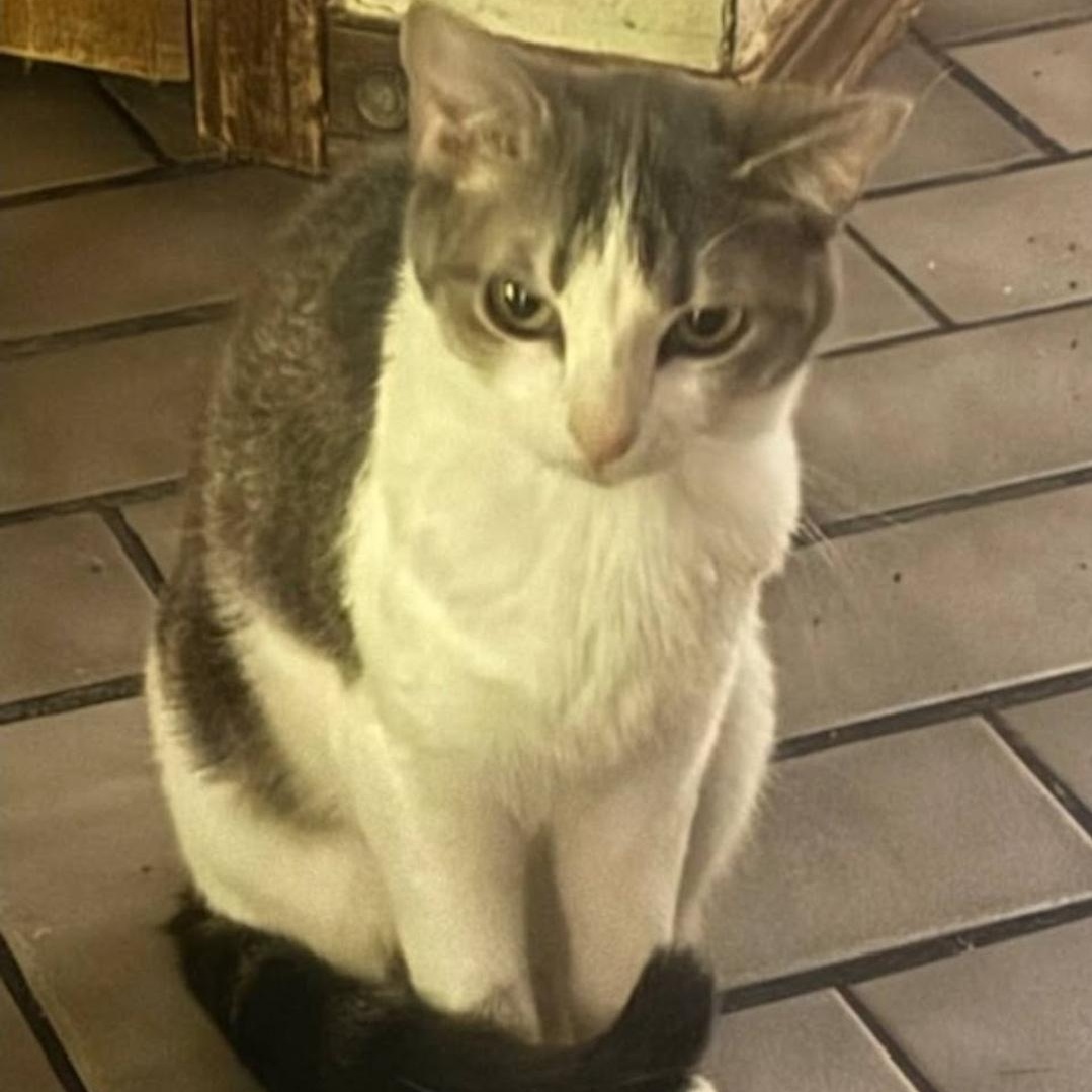 Chattie, Adoptable, Young Female Domestic Short Hair.