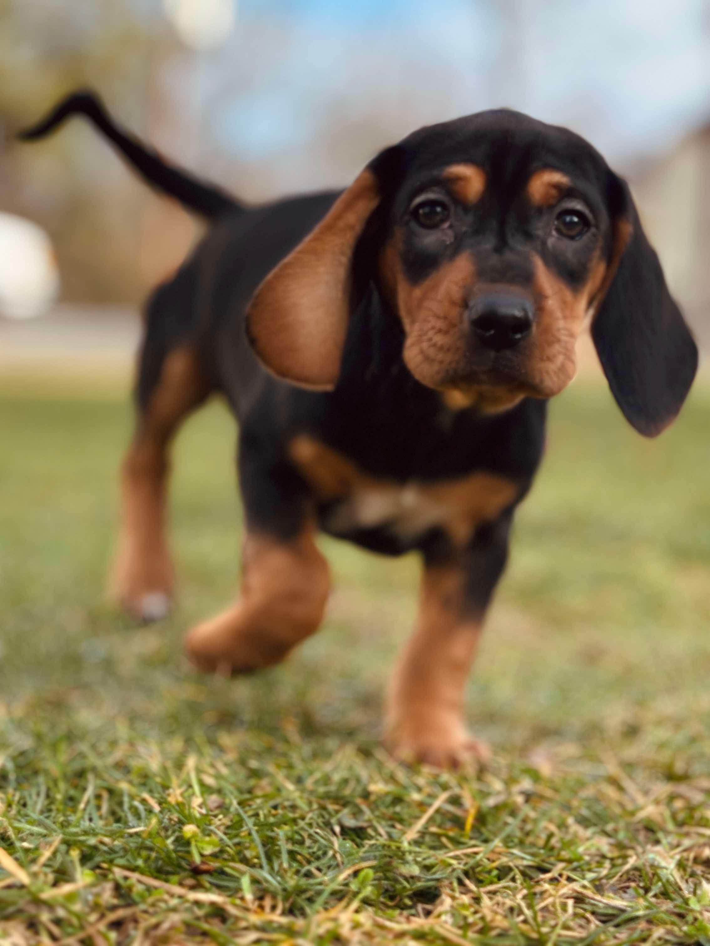 Ella, a Adopted Coonhound in Cadiz, OH image 1/5