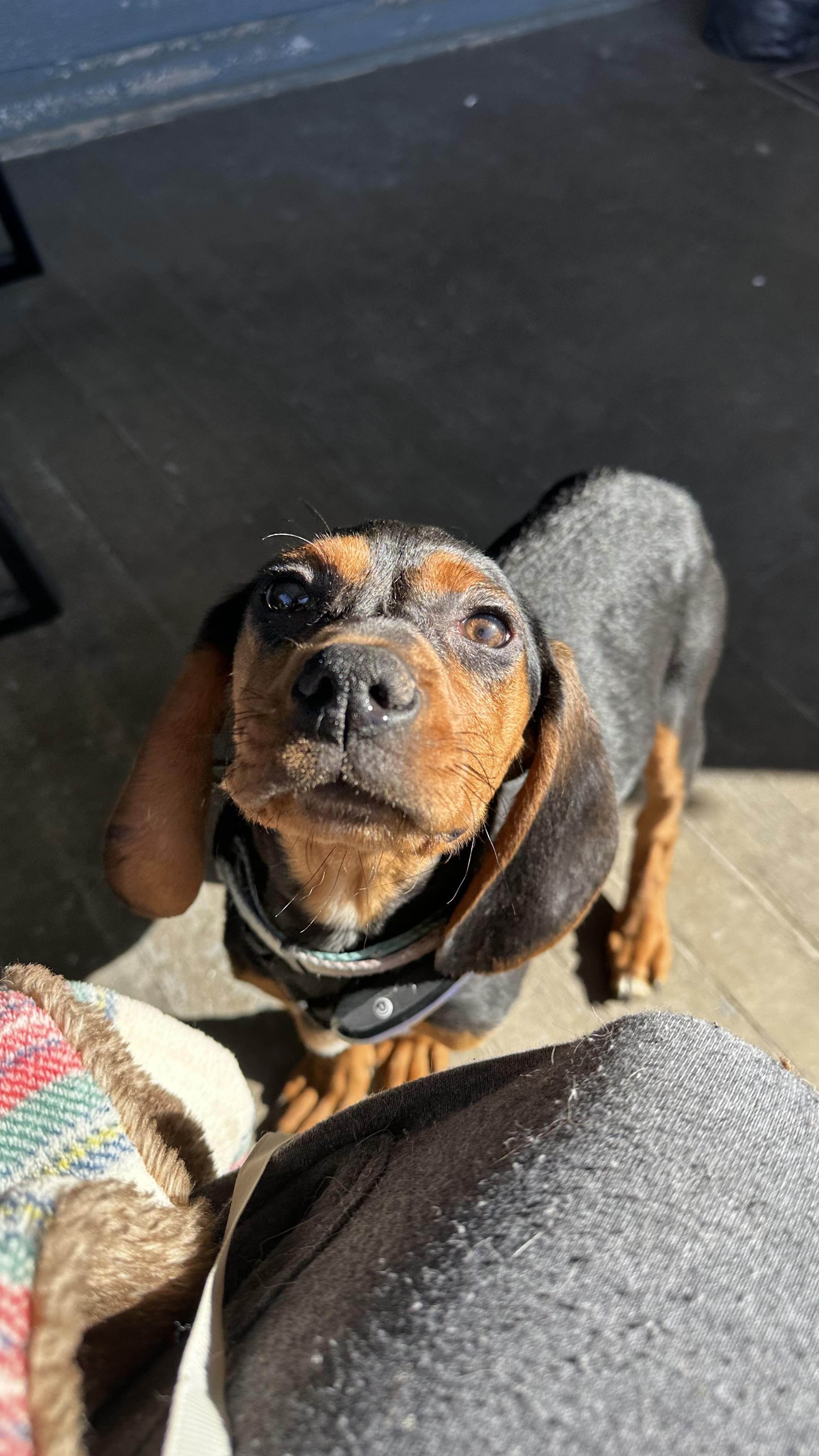 Ella, a Adopted Coonhound in Cadiz, OH image 2/5