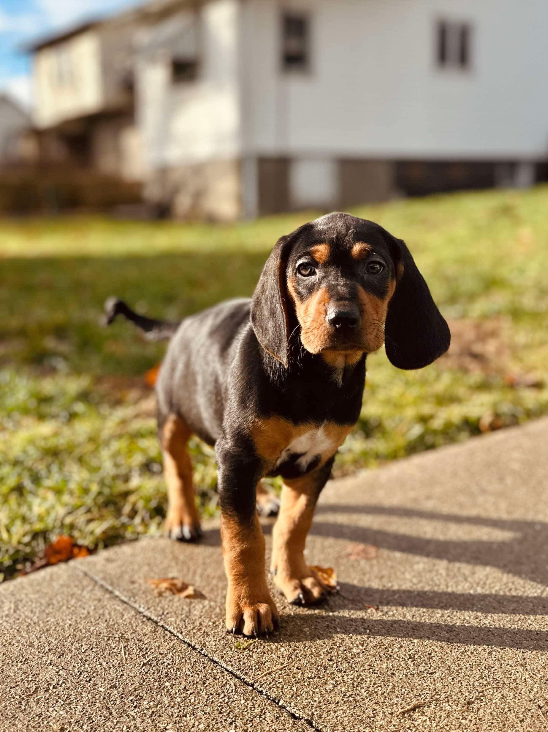 Ella, a Adopted Coonhound in Cadiz, OH image 3/5