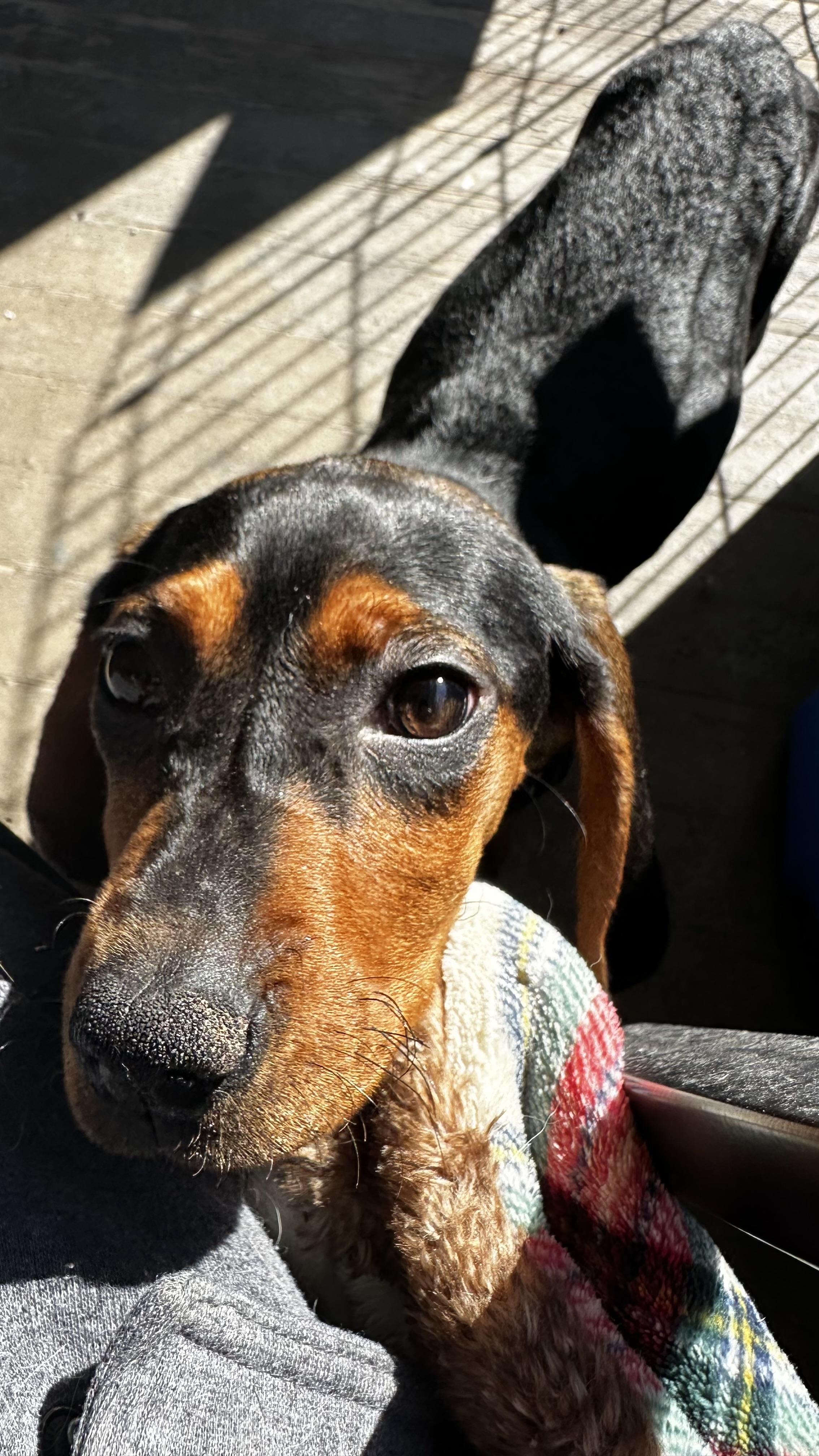 Ella, a Adopted Coonhound in Cadiz, OH image 4/5