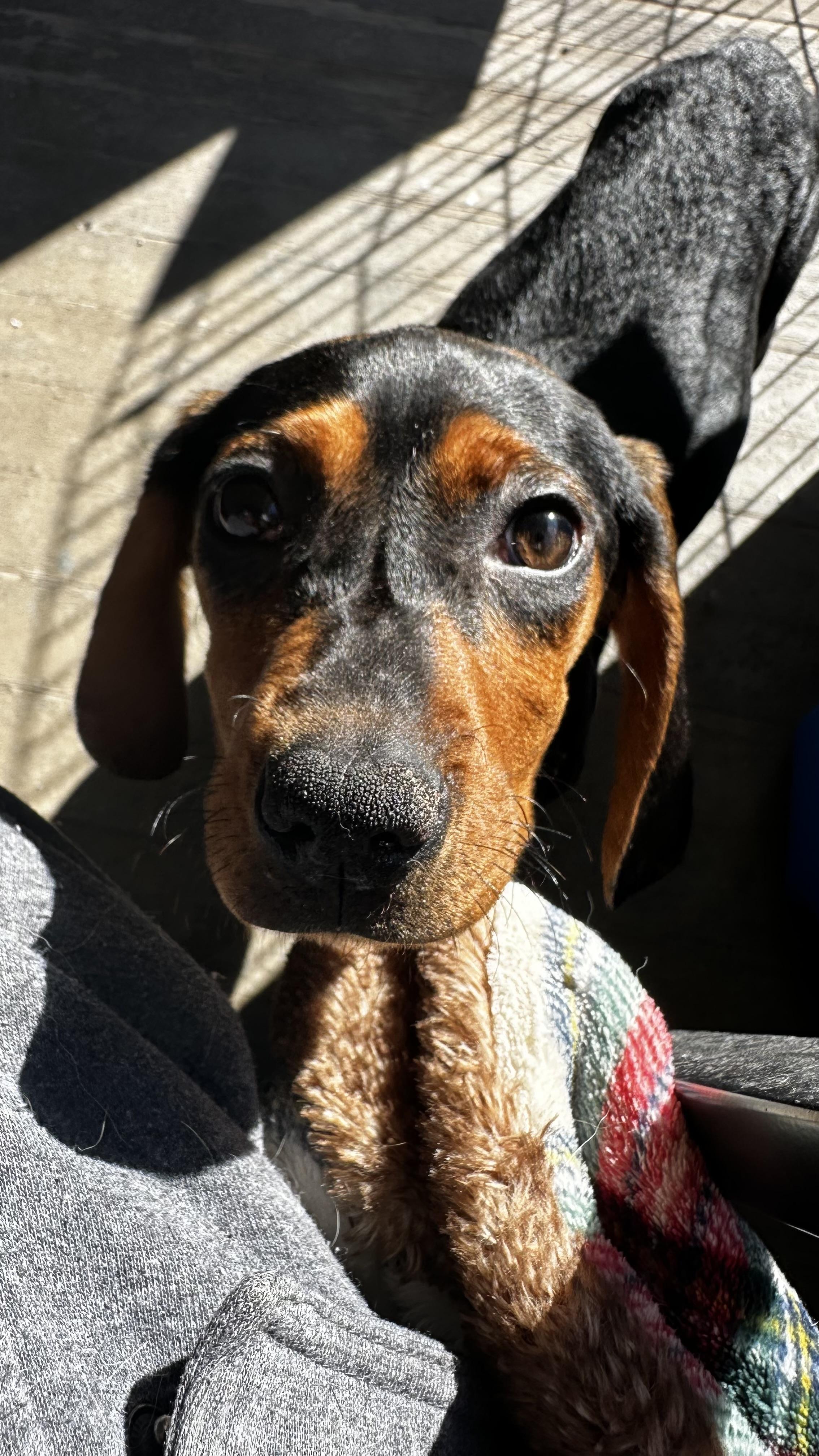Ella, a Adopted Coonhound in Cadiz, OH image 5/5