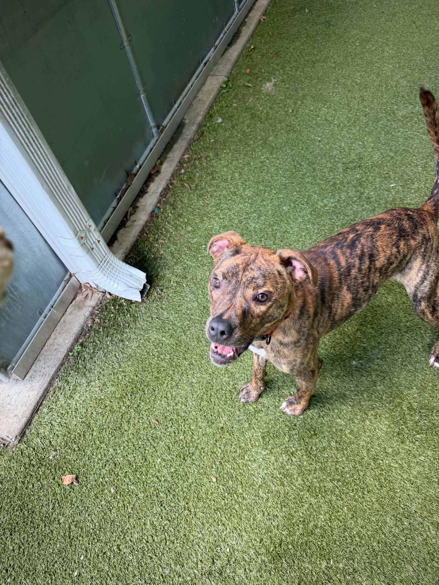 Enlarge Titan, a ADOPTABLE Mixed Breed in Germantown, TN image 2/4