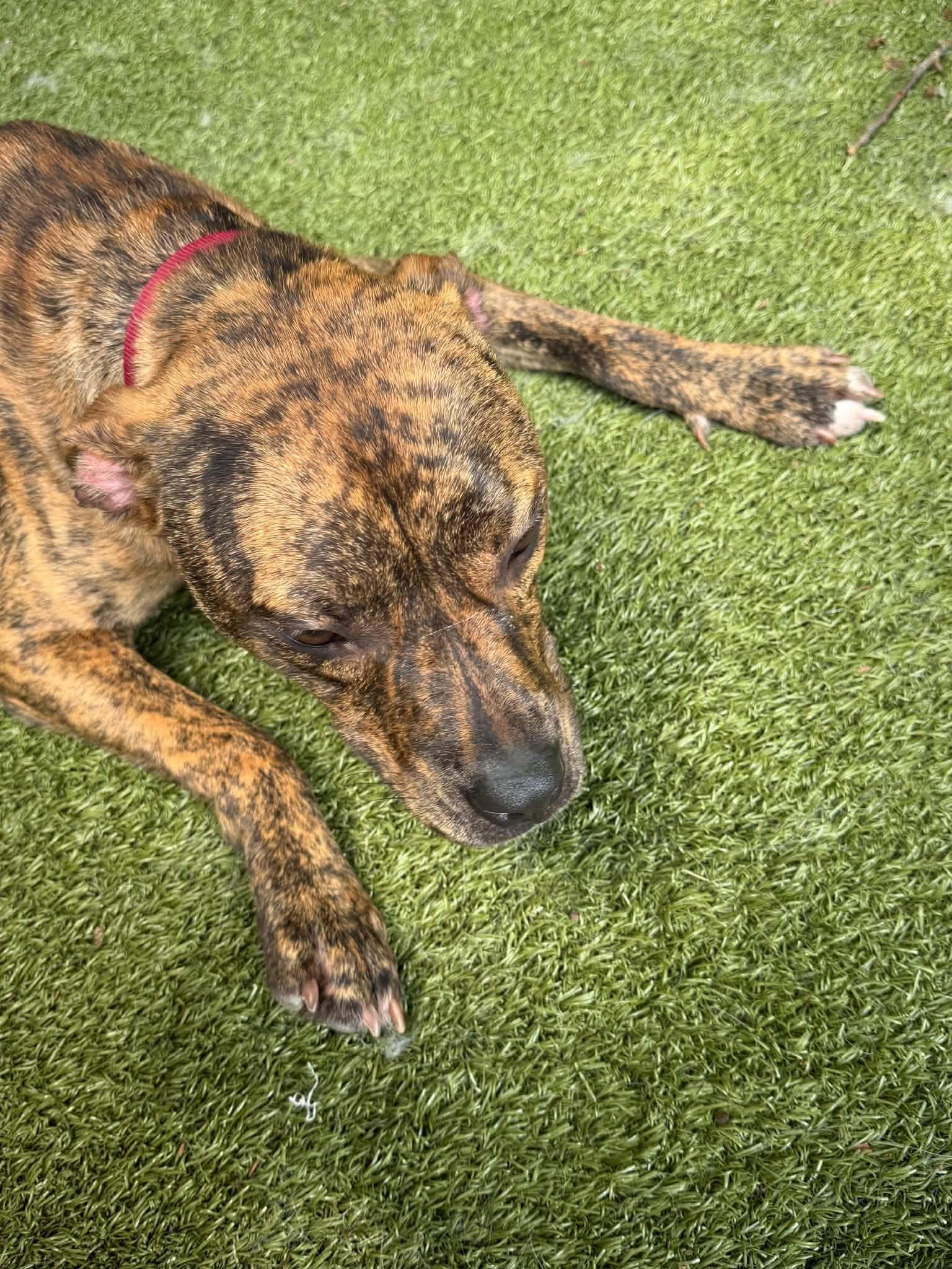Enlarge Titan, a ADOPTABLE Mixed Breed in Germantown, TN image 4/4