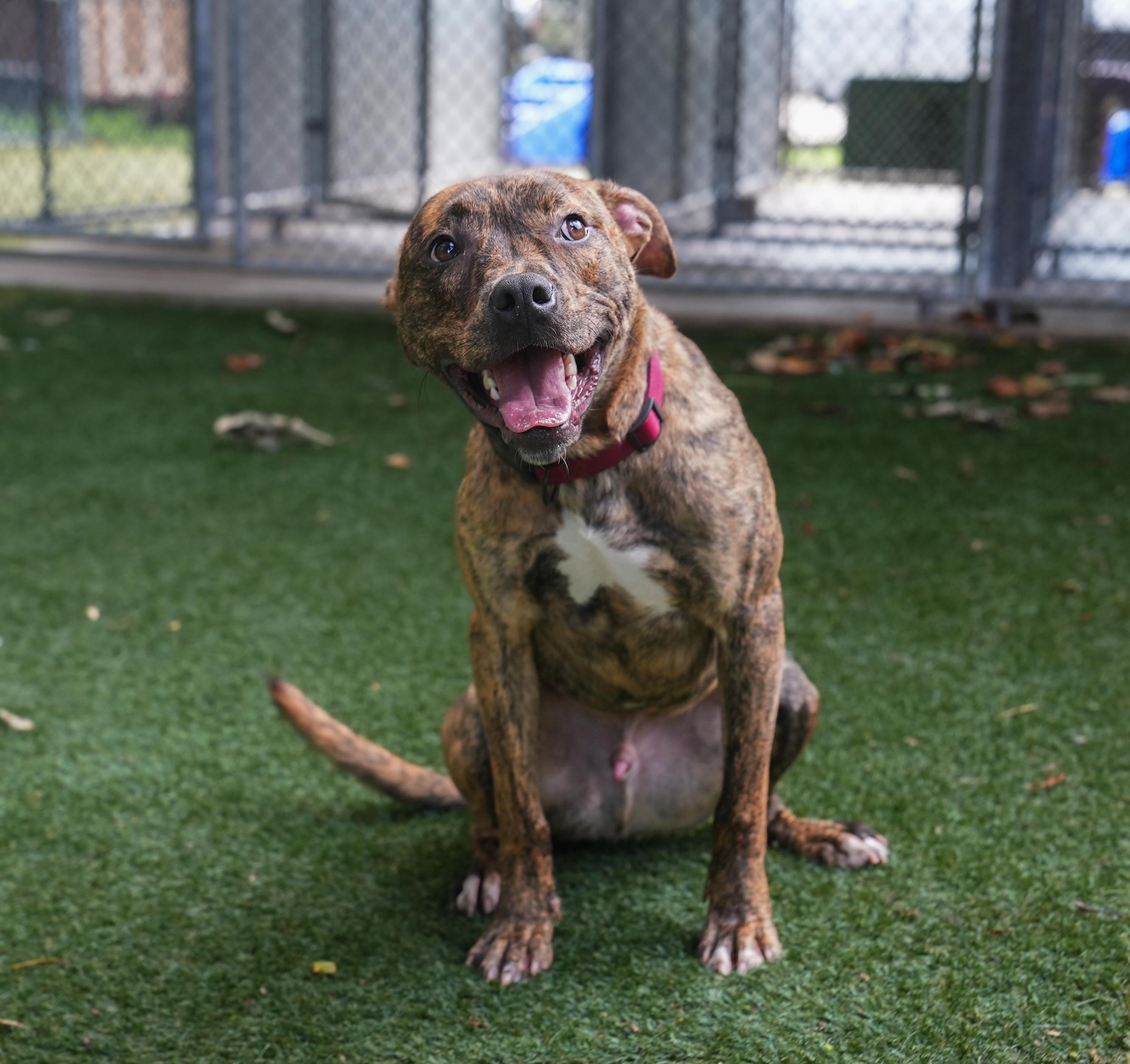 Enlarge Titan, a ADOPTABLE Mixed Breed in Germantown, TN image 1/4