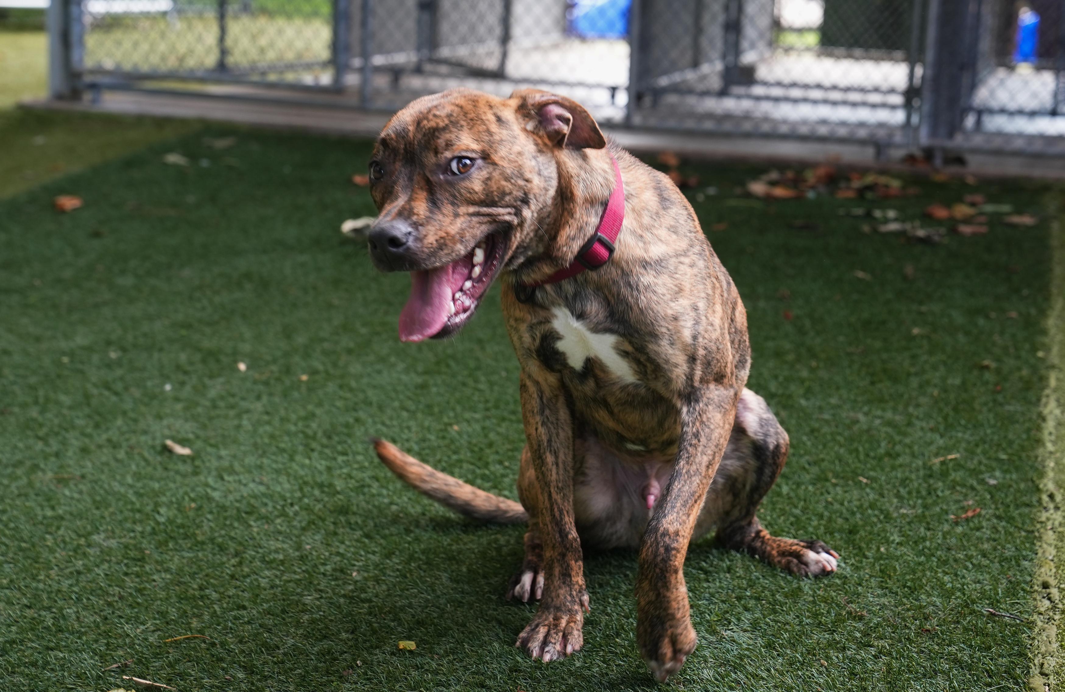 Enlarge Titan, a ADOPTABLE Mixed Breed in Germantown, TN image 3/4